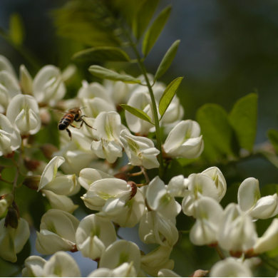 Acacia