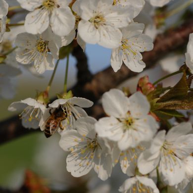 Acacia