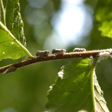 Acacia